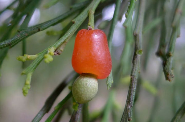 Native Cherry | Warndu | Photo by John Tann