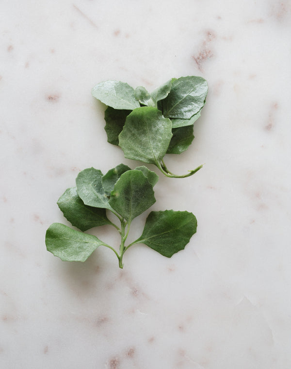 How to grow Old Man Saltbush