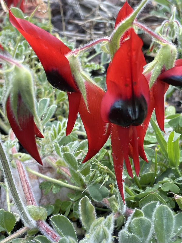 Wildflowers - Sturt Pea