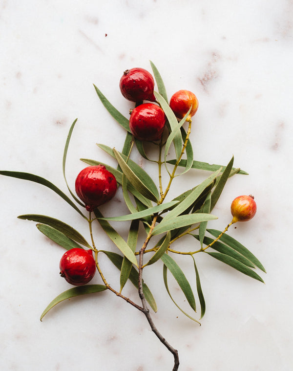 Warndu Australian Native Food | Quandong